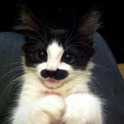 Animais de bigode