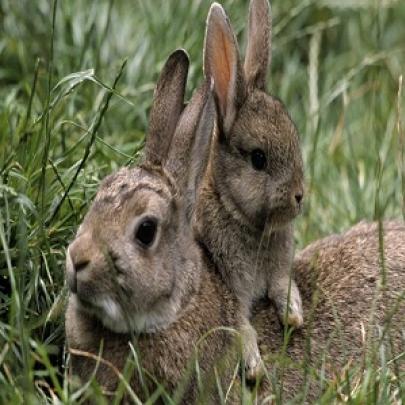 PRAGA: superpopulação de coelhos na Austrália