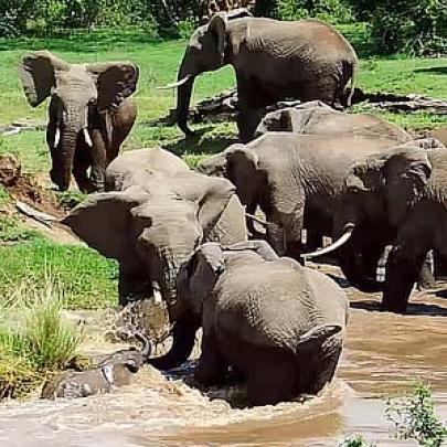 Grupo de Elefantes trabalha em equipe pra salvar filhote de afogamento