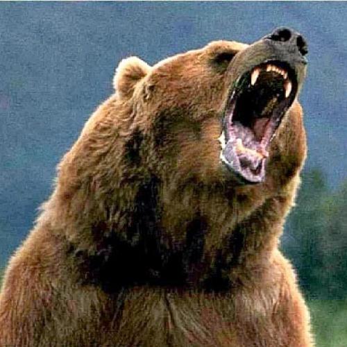 O que você faria se um urso furioso viesse em sua direção?