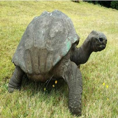 Tartaruga de182 anos pode ser animal mais antigo do planeta