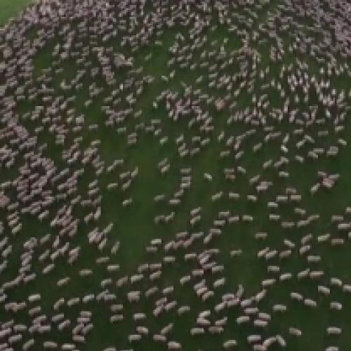 Você já viu um pastoreio de ovelhas de cima?