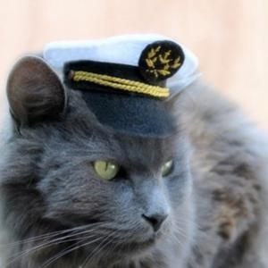 Artista vende chapéus para gatos