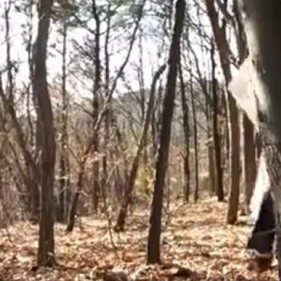 Esse fantasma na floresta, é real?