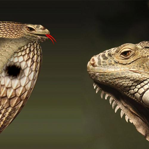 Iguana vs Cobras, cenas incríveis