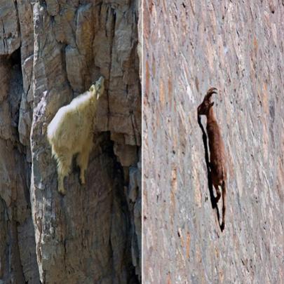 A quase 40 metros de altura, Cabras alpinas escalam dique de represa