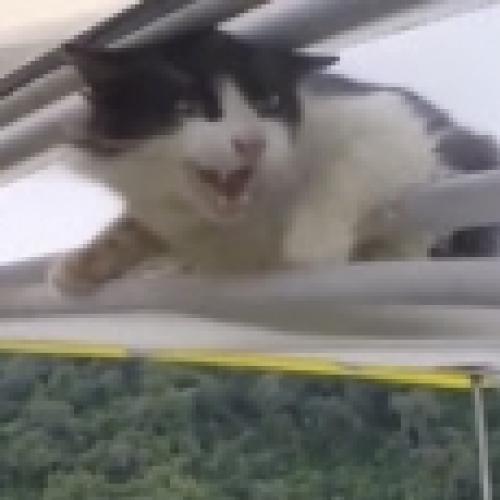 Gato acorda em cima de um avião no meio de um vôo