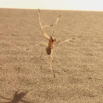 A aranha que caminha dando salto mortal