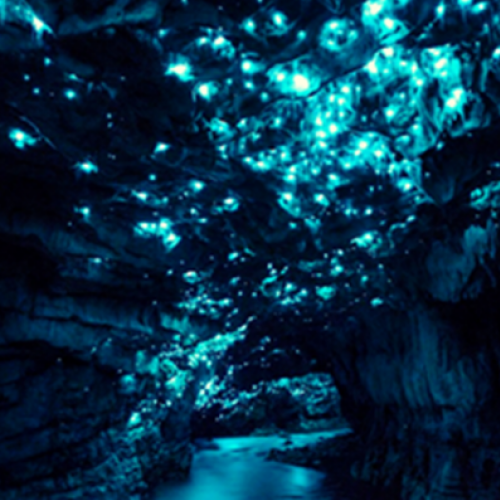 Conheça a caverna de Waitomo: A caverna mais brilhante do mundo