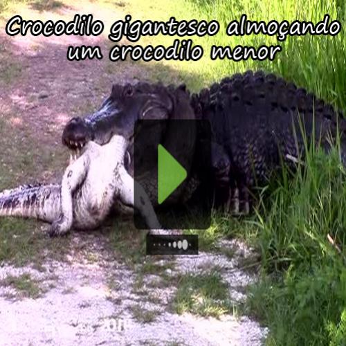 Crocodilo gigantesco almoçando um crocodilo menor
