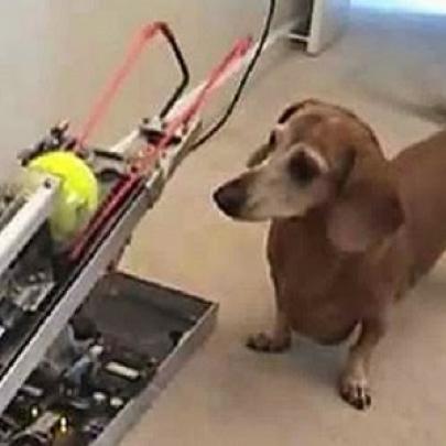 O que acontece quando engenheiros têm cachorros (com videos)