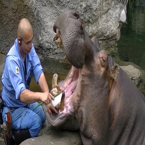 Conheça Tetsuo,o hipopótamo que gosta de escovar os dentes