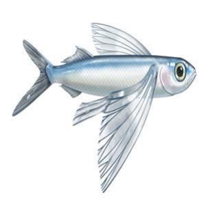 Os cientistas descobriram um peixe que pode voar
