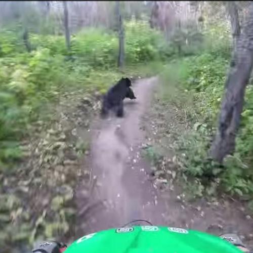 Ciclista dá de cara com um urso no meio da trilha