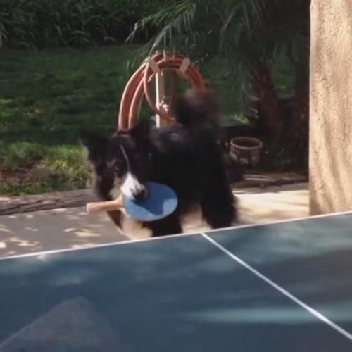 Um cachorro que adora jogar tênis de mesa 