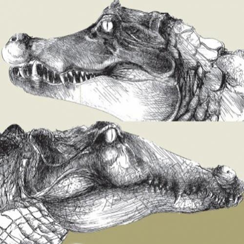Qual é a diferença entre crocodilo e jacaré?