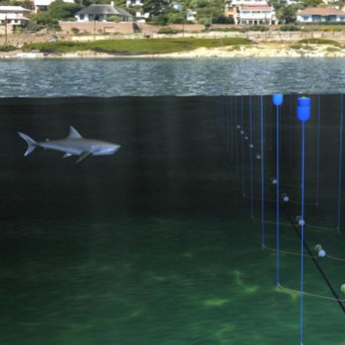 Nova tecnologia está sendo testada para afastar os tubarões das praias