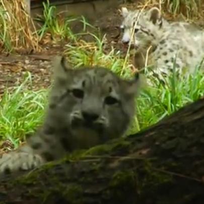 Dois filhotes de leopardo das neves brincando