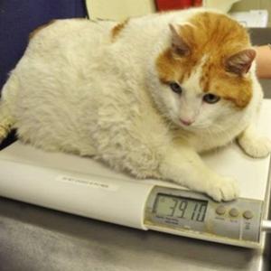 O gato mais gordo do mundo