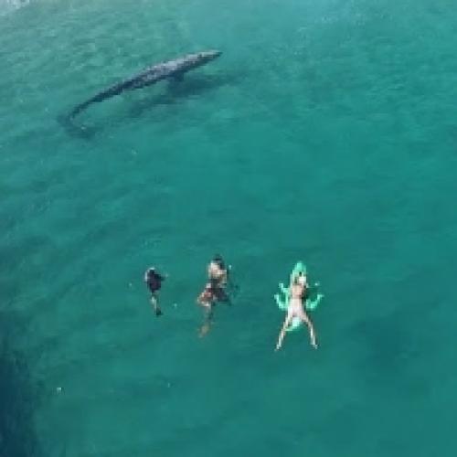 Drone mostra baleia nadando junto com pessoas