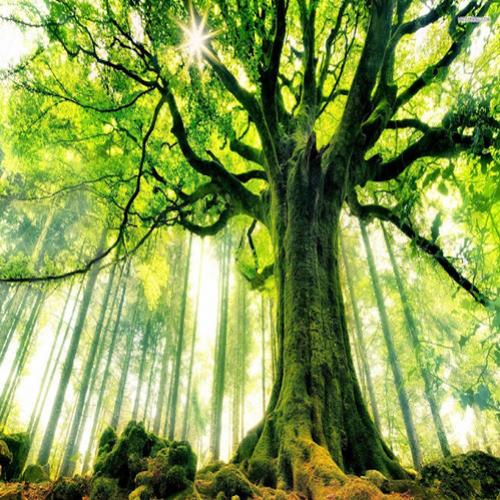 Quantas árvores existem no mundo?