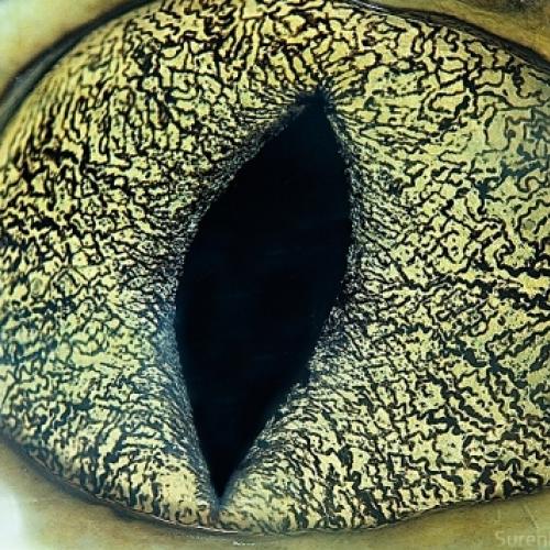 Olhos de animais com zoom