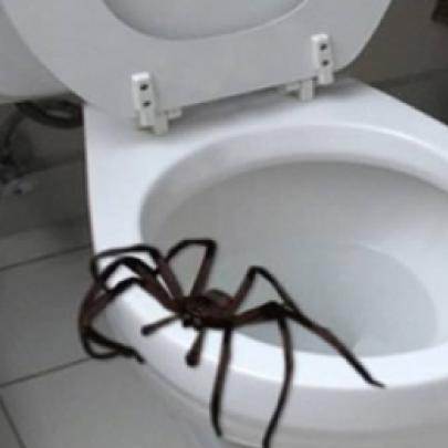 7 Coisas estranhas encontradas em banheiros