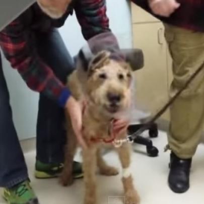 Cão enxerga seus donos pela primeira vez após cirurgia nos olhos