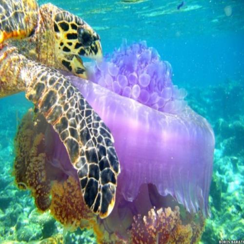 Foto de tartaruga devorando água-viva é finalista de prêmio