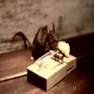 O verdadeiro super mouse.