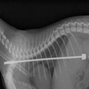 Gatinho passa por cirurgia após engolir antena de TV de 15 cm