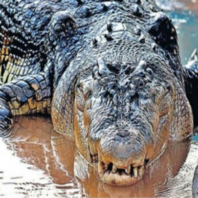 O maior crocodilo do mundo!