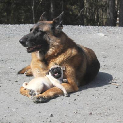 Carinhos carinhosos de animais para alegrar seu final de semana