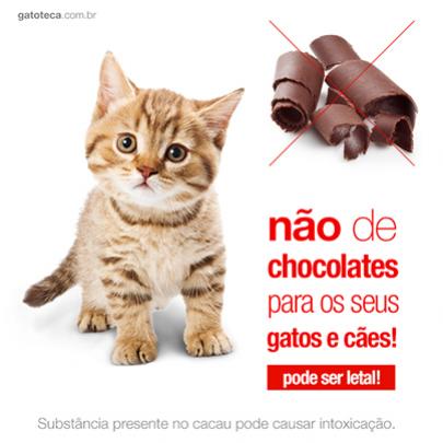 Não de chocolates para os seus gatos e cães!