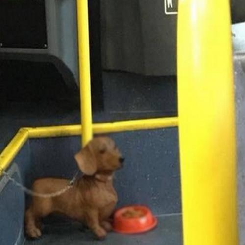 A partir desse dia ninguém mais pulou a catraca desse ônibus