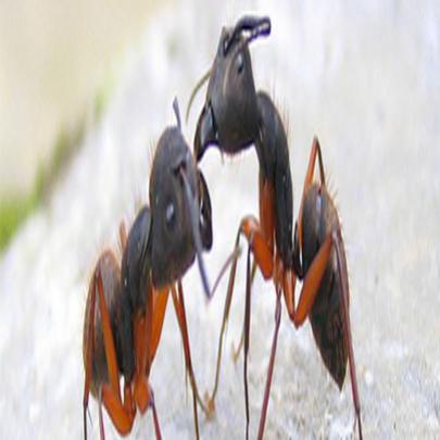 Você sabia que as formigas se cumprimentam?