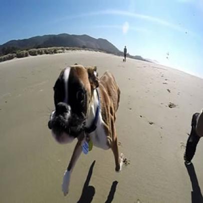 Cachorro com 2 patas fica muito feliz ao ir para a praia pela primeira
