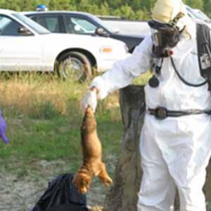 Chocante. Organização de defesa animal matou 29.426 cães e gatos