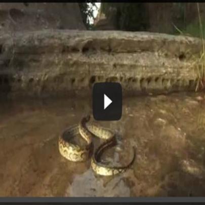 Cobra Python é devorada viva por formigas carnívoras