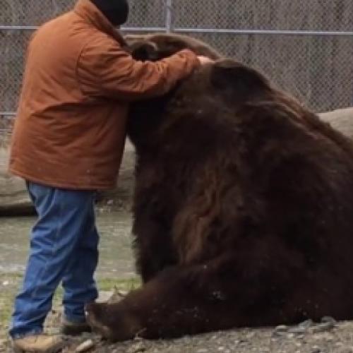 Urso pede carinho ao seu treinador, e não deixa ele ir embora