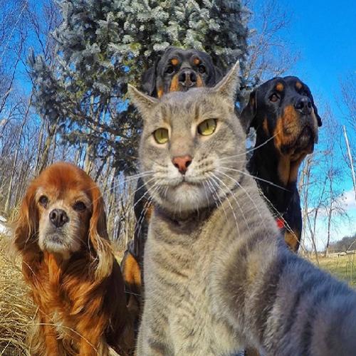Selfies engraçados de animais
