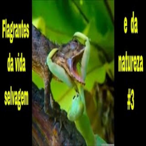 Flagrantes da vida selvagem e da natureza #3