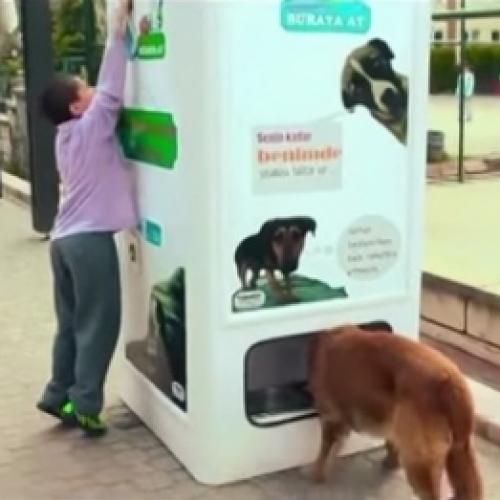 Máquina troca garrafas plásticas por ração para cães abandonados