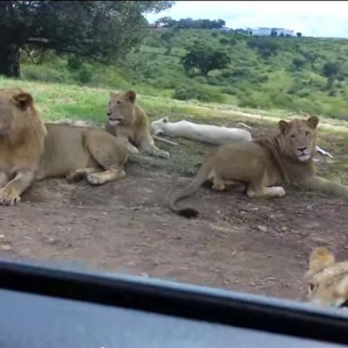 Você sabia que os leões sabem abrir porta de carro?