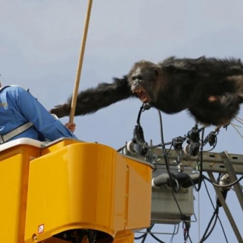 Chimpanzé fica agressivo após fugir de zoo e subir em poste