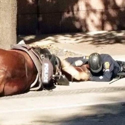 Policial se recusa a abandonar seu cavalo que foi atropelado