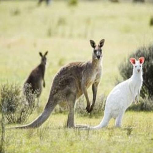 Raro canguru albino é avistado na Austrália