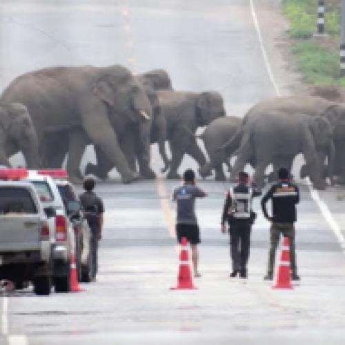 Família de 50 elefantes param uma rua inteira