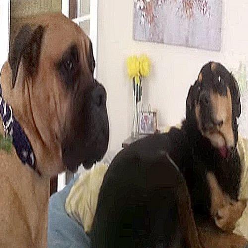 Bullmastiff preguiçoso se recusa até mesmo a subir na cama sem ajuda!