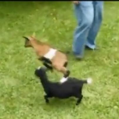 Cachorro dando voadora - Dog giving flying